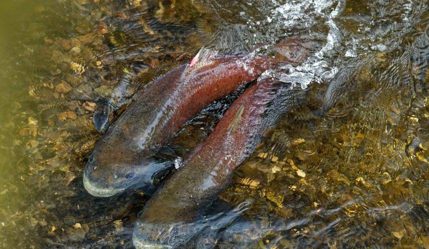 Spawning dance of the Huchen © Erhard Kraus