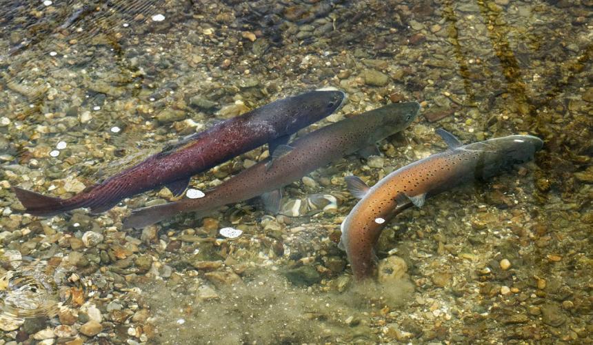 The females dig depressions in the gravel into which they deposit their eggs. The larger reddish males release a cloud of sperm. © Erhard Kraus