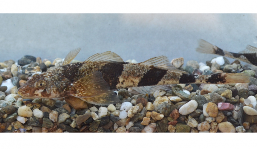 Der Balkan Streber (Zingel balcanicus) dürfte aussterben, wenn die geplanten Wasserkraftwerke in seinem Lebensraum gebaut werden. Er kommt nur noch an wenigen Stellen in Nordmazedonien vor. Er braucht frei fließende, schotterreiche Bäche zum Überleben. © Vasil Kostov