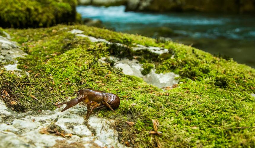 Among other rare species, the endangered white-clawed crayfish finds habitat in the upper Neretva. This species is further threatened by the proposed dams © Amel Emric
