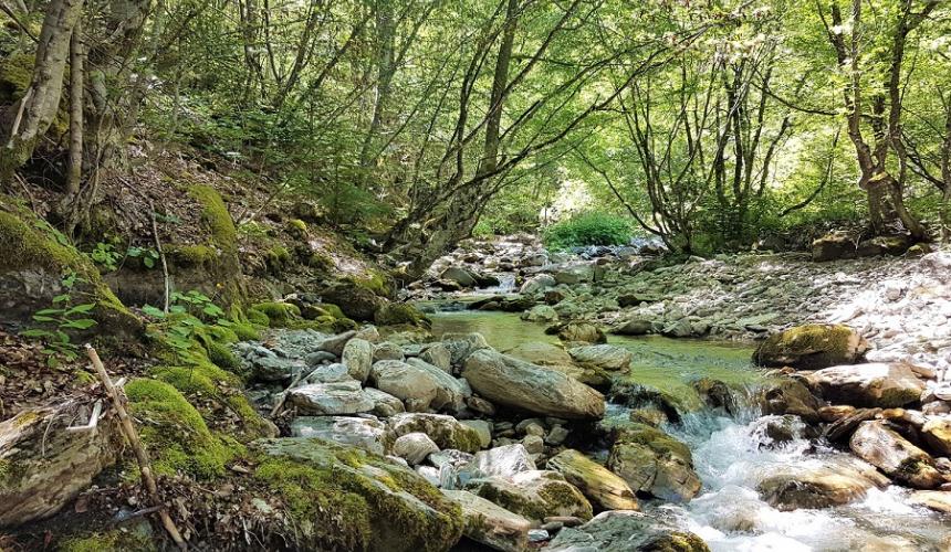 The Ribnicka is one of many small rivers in the Mavrovo National Park. The construction of the power plants and the necessary infrastructure would have fatal consequences for the species-rich area in North Macedonia. © Front 21/42