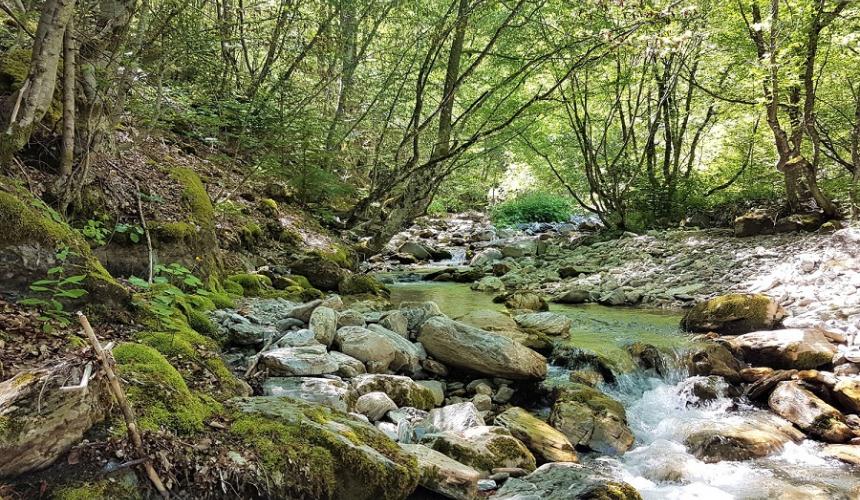 Die Ribnicka ist einer von zahlreichen kleinen Flüssen im Mavrovo-Nationalpark. Der Bau der Kraftwerke und der hierfür notwendigen Infrastruktur hätte fatale Folgen für das artenreiche Gebiet in Nordmazedonien. © Front 21/42