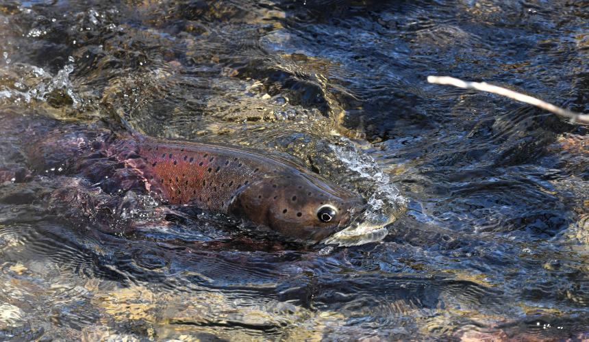 Die Drina ist eines der letzten Rückzugsgebiete des Huchens (Hucho hucho), einer global gefährdeten Art. © Erhard Kraus