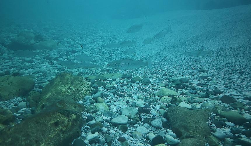 The softmouth trout caught on photo after a combined effort of the BOKU fish group, Steven Weiss from Graz University and Joshua Lim © Joshua D. Lim