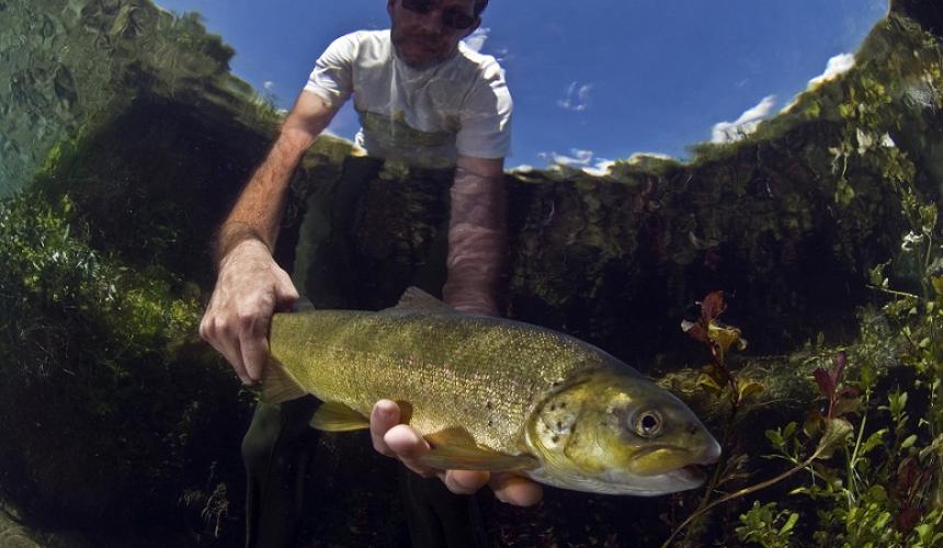 Softmouth trout (Salmo obtusirostris): Only 5 distinct populations exist. The population in the Neretva river is the best one remaining. However, dam projects on the Neretva threaten to exterminate 50% or more of this population. Dams on Moraca river would most likely eliminate the species in that system. © A. Hodalič