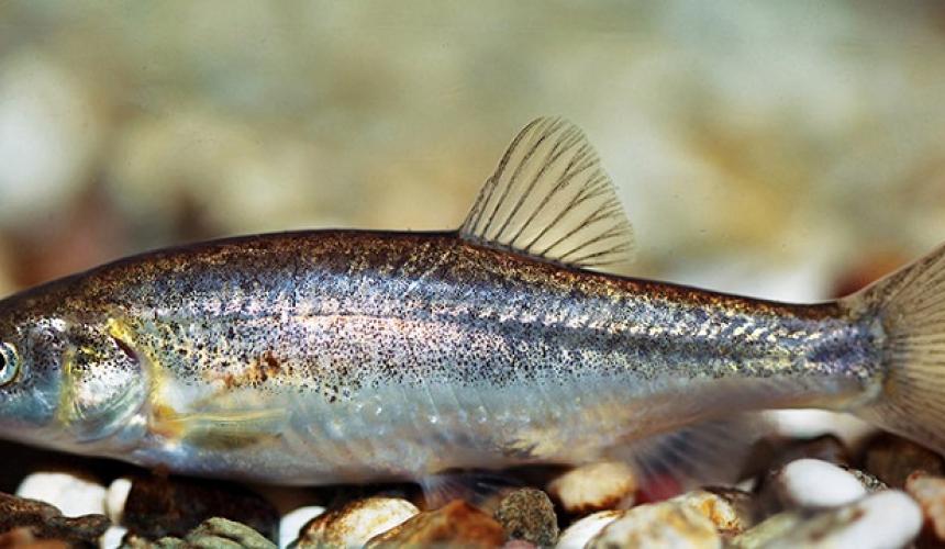 Dalmatinische Elritze (Phoxinellus dalmaticus): Diese maximal 12 Zentimeter kleine Art kommt weltweit nur in dem Čikola Fluss in Süd Kroatien vor. Drei Wasserkraftwerke sind an dem Fluss geplant, was vermutlich das Aussterben der Art zur Folge hätte. © Perica Mustafić 