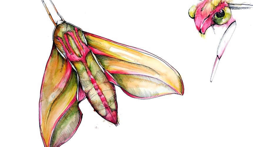 Hand drawing of an Elephant hawk moth © Vanja Lazic