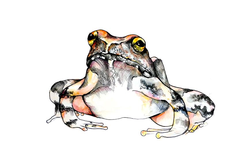 Hand drawing of a Greek Stream Frog © Vanja Lazic