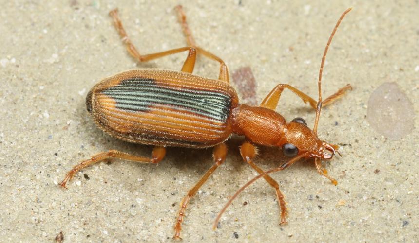 Drypta distincta. A threatened ground beetle species, which occurs mainly in the tropics and has only recently been detected in Albania. It is a demanding wetland species and is endangered due to habitat loss. It was discovered this week in the Vjosa Delta © Wolfgang Paill