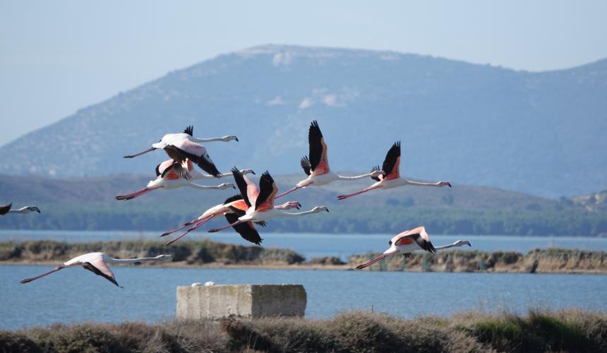 Die Narta-Lagune ist ein wichtiges Gebiet unter anderem auch für Rosaflamingos. Sie sind durch den Flughafenbau bedroht. © PPNEA