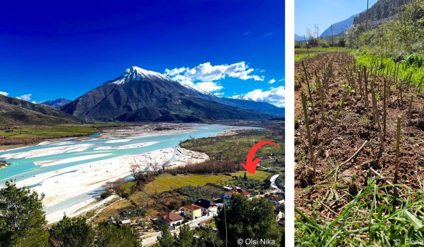 The tree nursery is located in Tepelena close to the Vjosa's banks. 