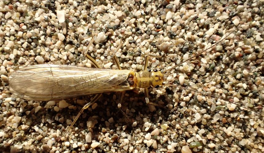 The newly discovered stonefly species carries the name of its beautiful but threatened host: Isoperla vjosae © Wolfram Graf