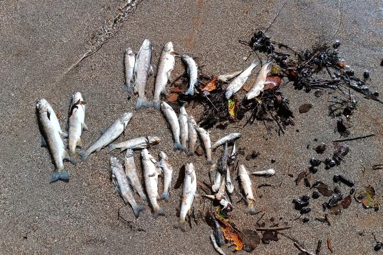 Massives Fischsterben auf der Neretva, ausgelöst durch die Ableitung von sauerstoffarmem Wasser aus dem Ulog-Stausee. © Hrabren Kapić, Organizacija Sportskih Ribolovaca "Konjic"