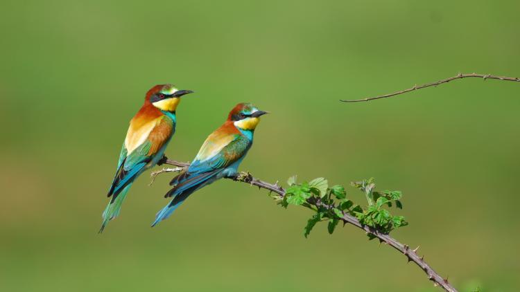Die Bienenfresser würde von renaturierten Flussufern profitieren. © A. Vorauer