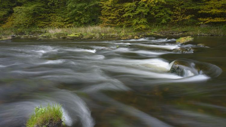 Natürlicher Kamp im Bereich des Unterwassers. Hier will die EVN um 1,5 Meter ausbaggern. (c) Matthias Schickhofer
