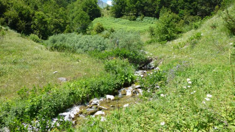 Streams like this would be destroyed by HP projects inside Mavrovo NP © Theresa Schiller
