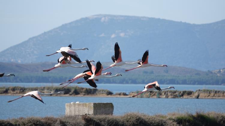 Die Narta-Lagune ist ein wichtiges Gebiet unter anderem auch für Rosaflamingos. Sie sind durch den Flughafenbau bedroht. © PPNEA