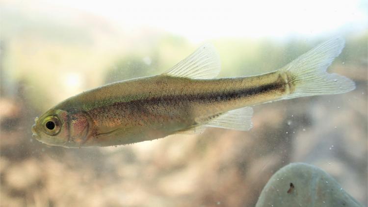 New discovery: this fish species previously entirely unknown to science was discovered in the area of the projected hydropower plant Poçem. It is yet to be named © Wolfram Graf