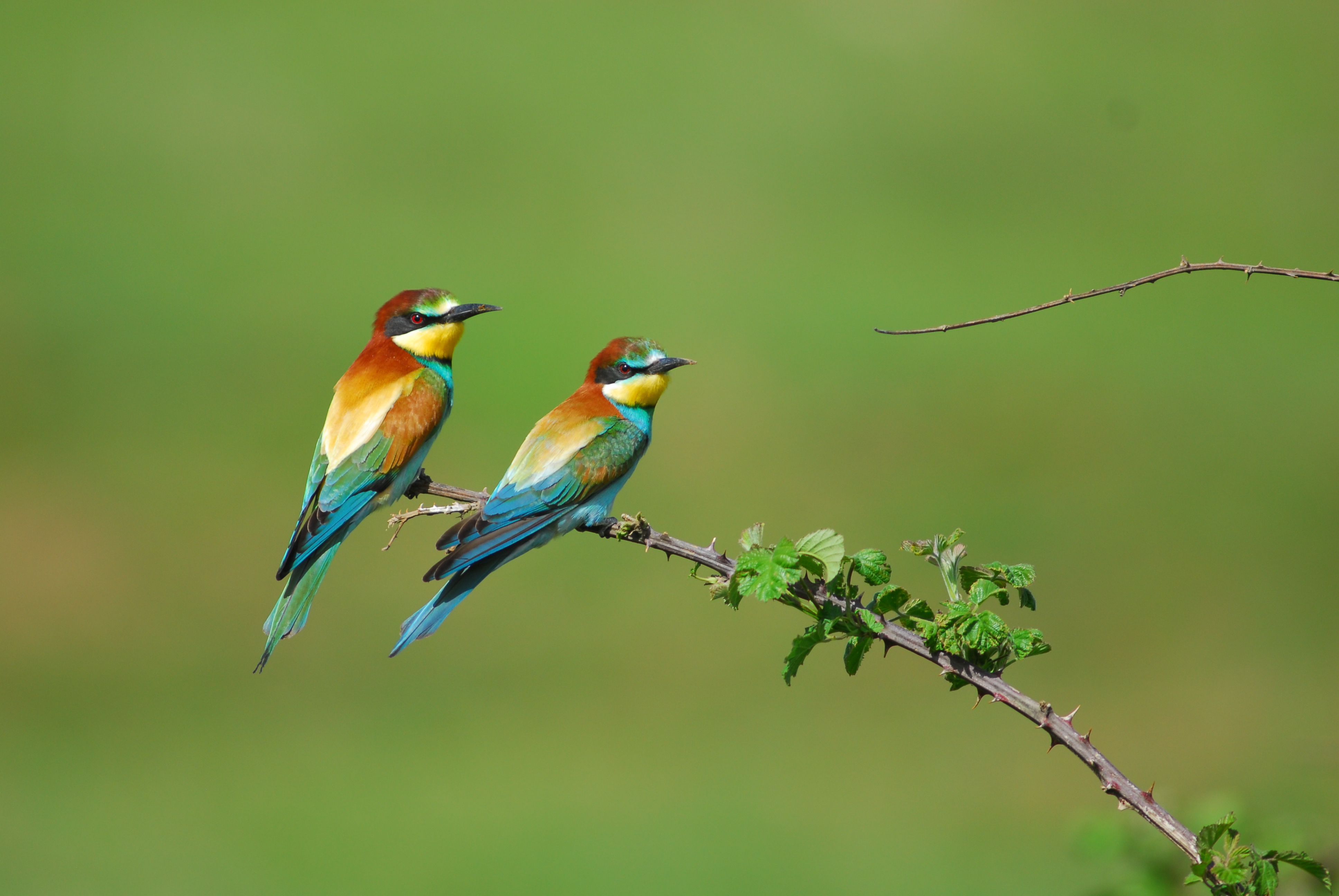 The bee-eater would benefit from restored river banks. © A. Vorauer