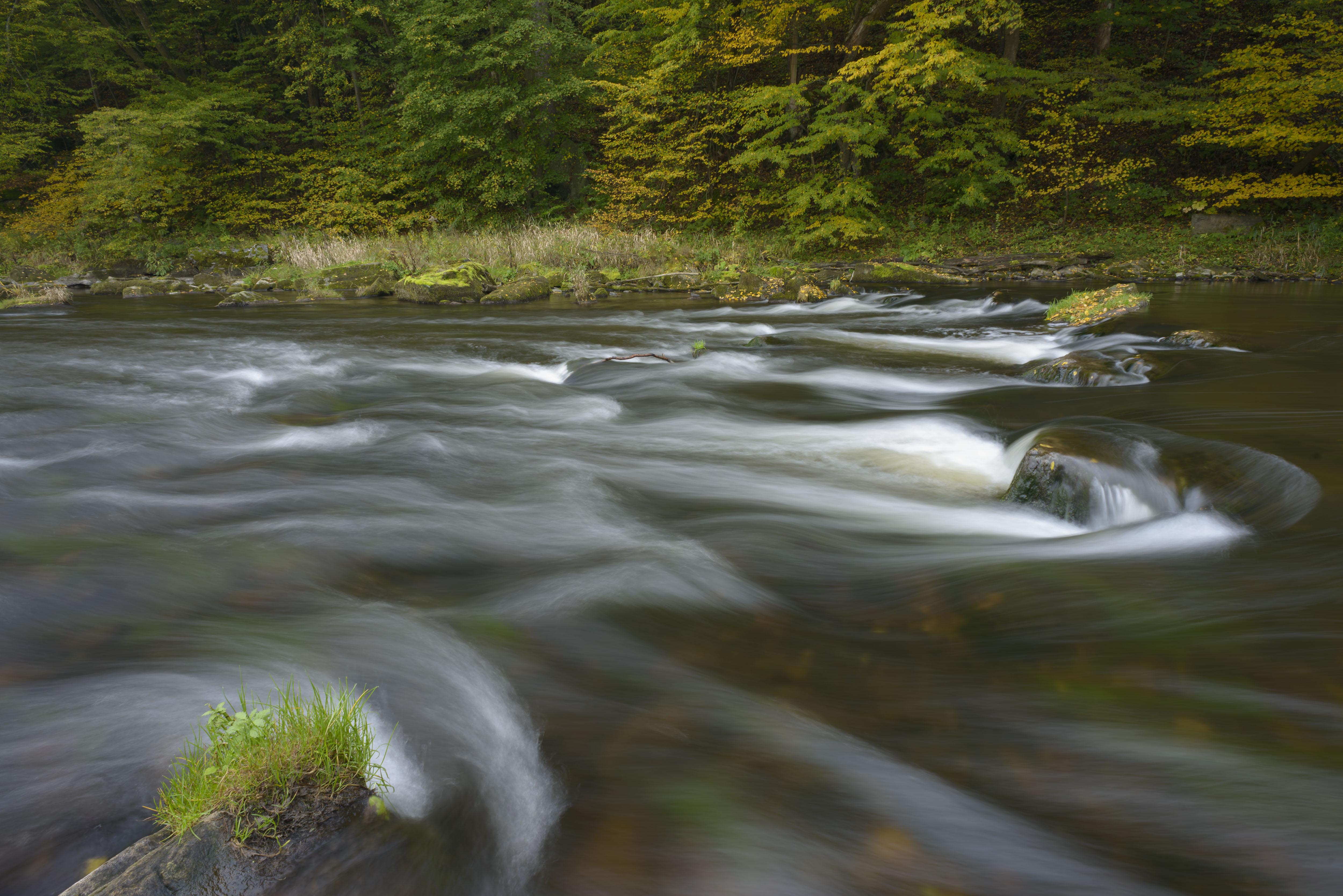 Natürlicher Kamp im Bereich des Unterwassers. Hier will die EVN um 1,5 Meter ausbaggern. (c) Matthias Schickhofer