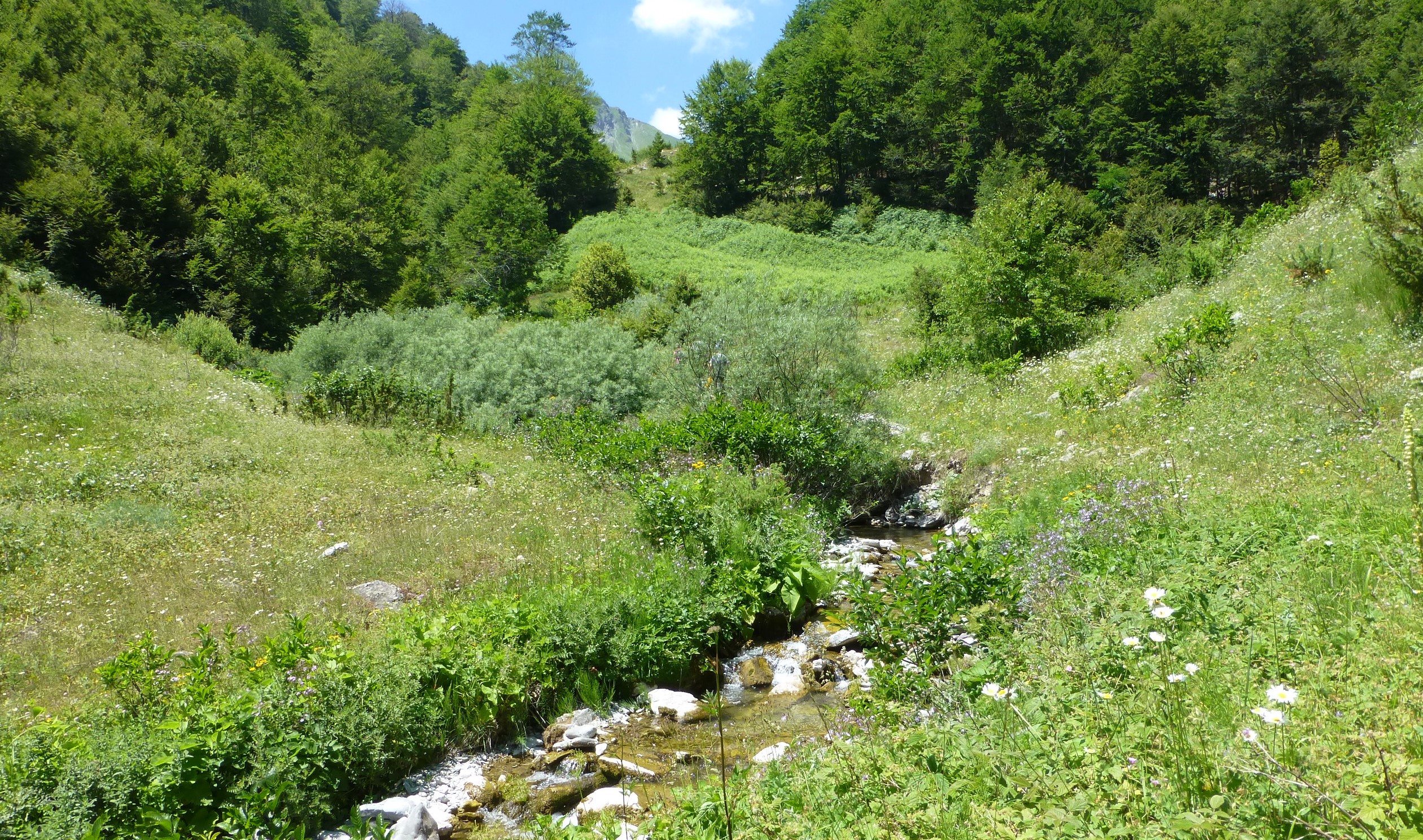 Der Mavrovo-Nationalpark in Nordmazedonien ist ein Hotspot der Artenvielfalt. Wasserkraftprojekte bedrohen die Artenvielfalt. © Theresa Schiller 