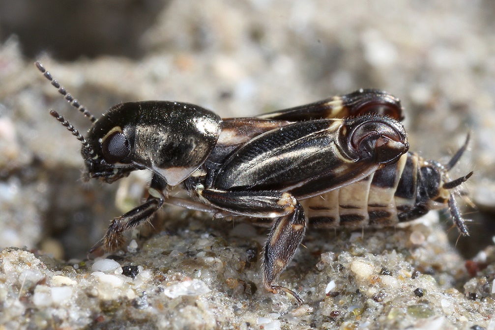 The Pygmy mole crickets (Xya Variegata) looks like something out of Star Wars, but lives on the gravel area of the Vjosa. © Gernot Kunz